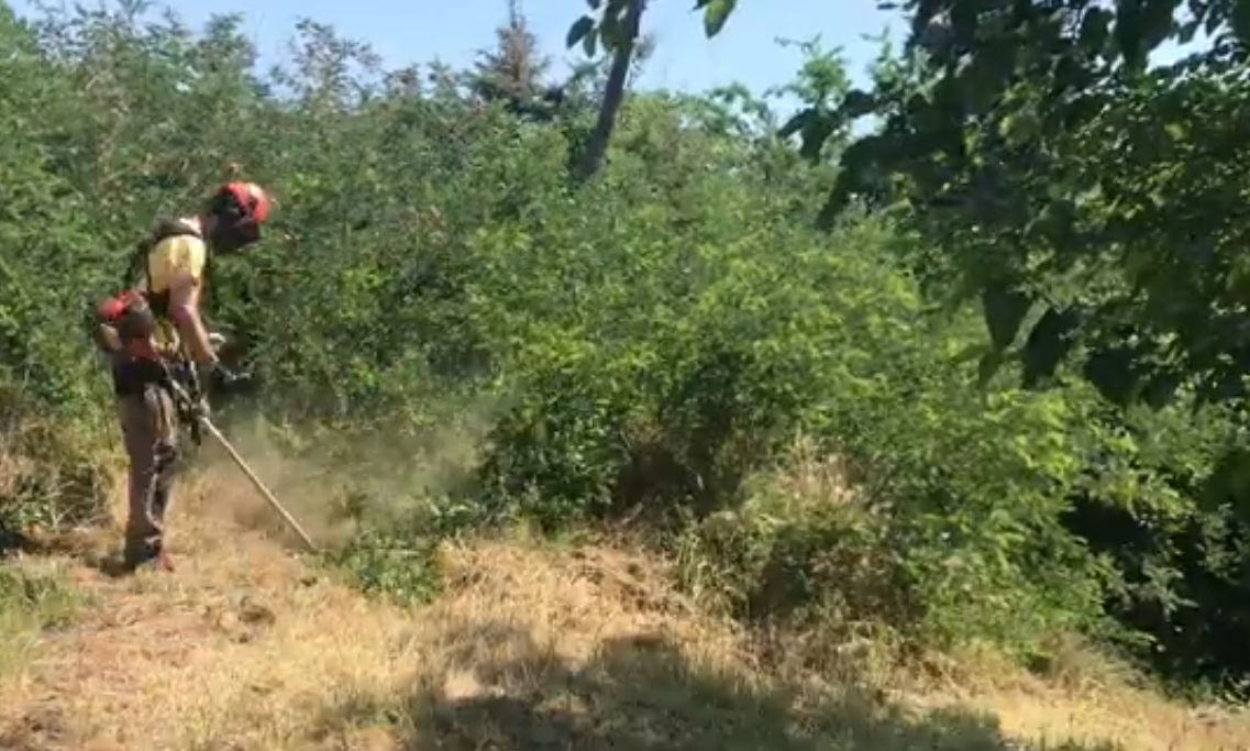  Bozótirtás Szeged - Gyors és hatékony telektisztítás